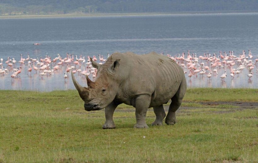 Classic Family Exploration Safari