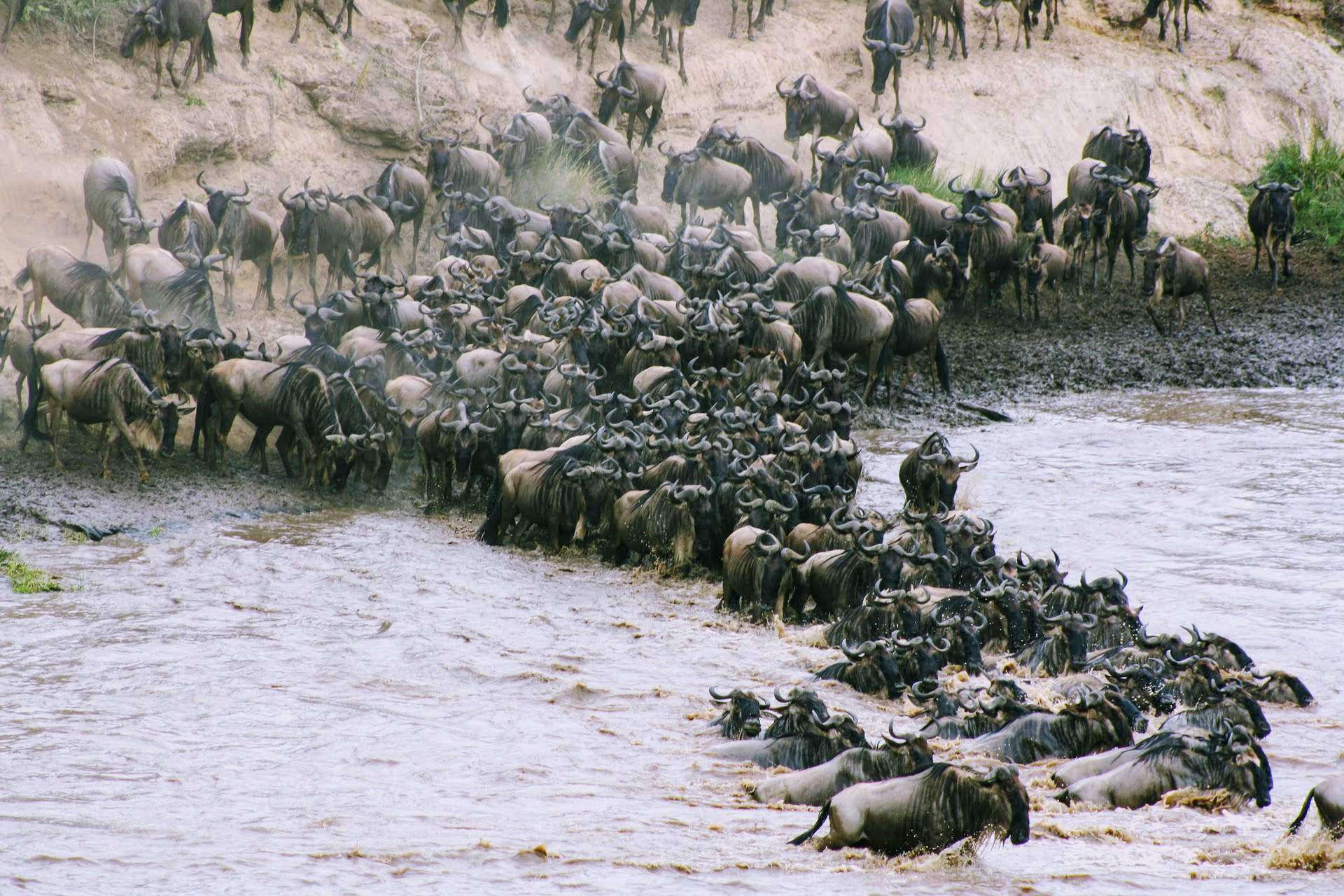 wildebeest-migration safari in africa