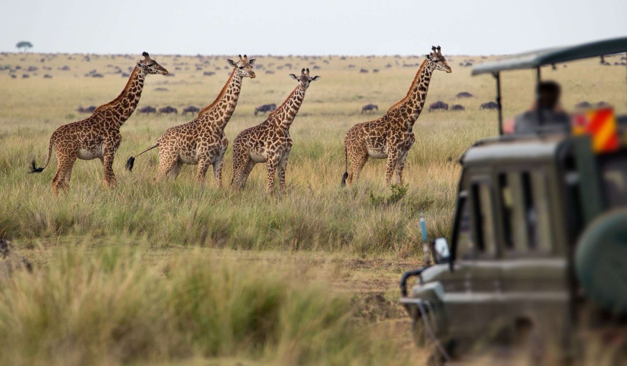 Giraffe in Masai Mara Game Drive