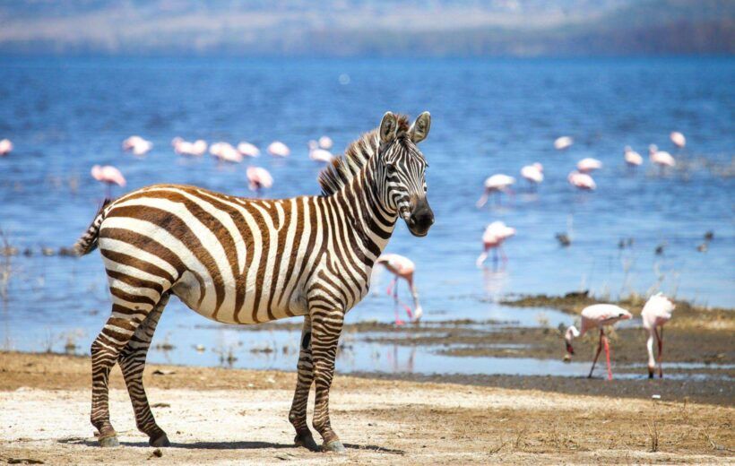 Waterholes, Lakes and Savannahs of Kenya