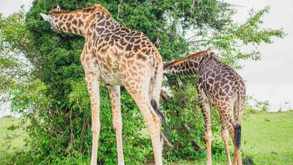 Comparing the Masai Mara and Serengeti for an unforgettable safari experience, highlighting the Great Migration, accommodations, and unique adventures in each park.