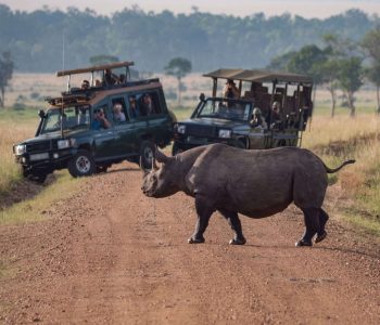 Rhino-Crossing-the-Road-in-Africa-scaled.jpg
