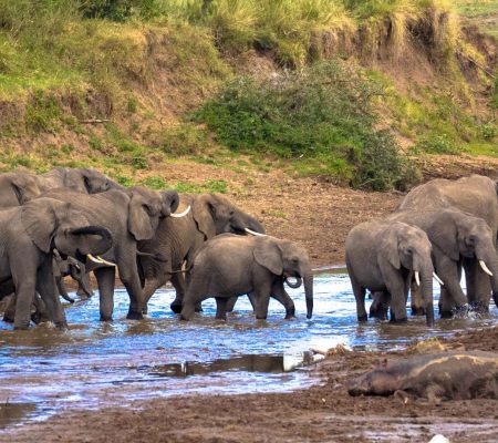 african-elephants-natural-water-hole.jpg